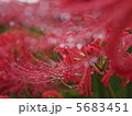 雨の彼岸花 5683451