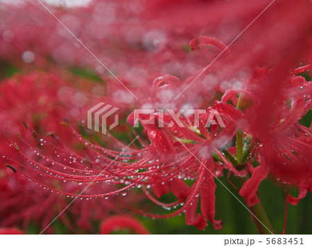 雨の彼岸花 5683451
