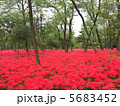 巾着田 5683452