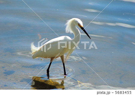 ユキコサギ 5683455