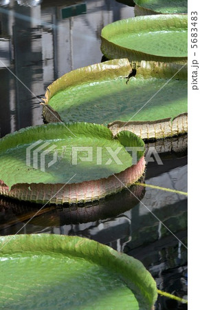 パラグアイオニバス 5683483