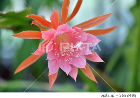 芳月美人 芳月美人 5683498