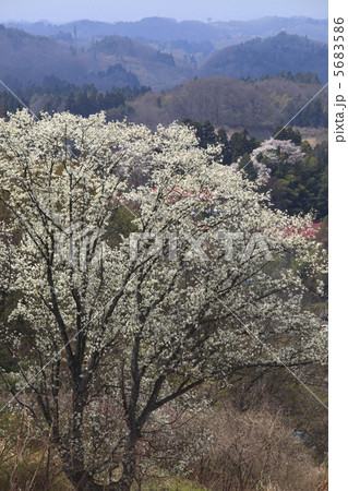 こぶし咲く あの丘 北国の 北国の春の写真素材