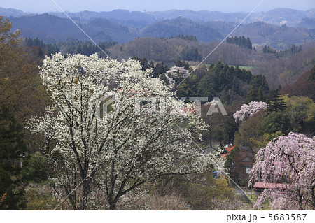 こぶし咲く あの丘 北国の 北国の春の写真素材