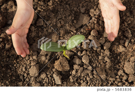 sprout in children hand sprout in children hand 5683836