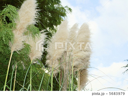 パンパスグラス 花言葉 光輝 Pampas Grassの写真素材