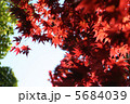 赤い楓 5684039