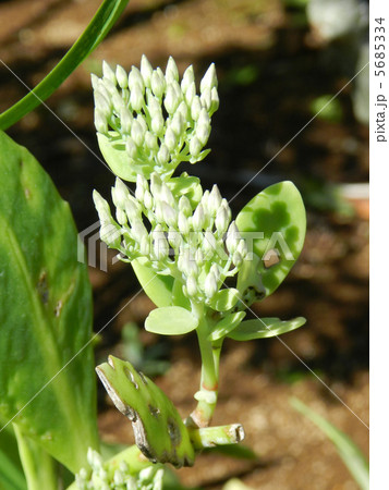 オオベンケイソウ（大弁慶草）の蕾 5685334