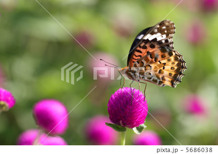 ツマグロヒョウモン 5686038