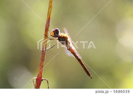 ウスバキトンボ 5686039