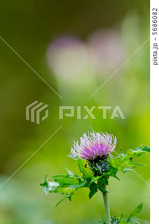 高山に咲くアザミ 高山に咲くアザミ 5686082