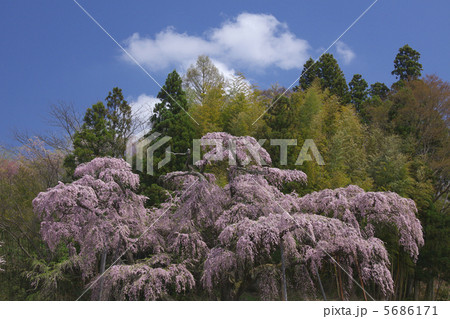 紅枝垂地蔵桜　最高潮の紅色快晴青空 　人物なし 5686171
