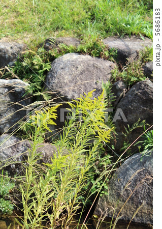 セイタカアワダチソウ 5686183