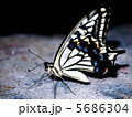 アゲハチョウ 5686304