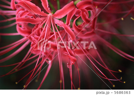 ヒガンバナ ヒガンバナ 5686363
