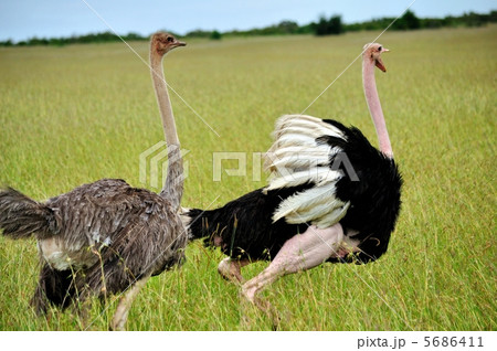 ダチョウ　サバンナ 5686411