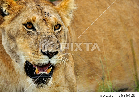 サバンナ ライオン ケニア サバンナ ライオン ケニア 5686429