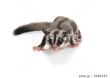 フクロモモンガ 5686585