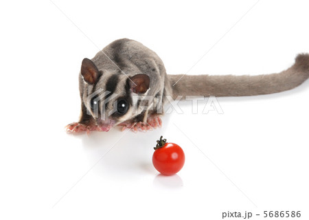 フクロモモンガ 5686586