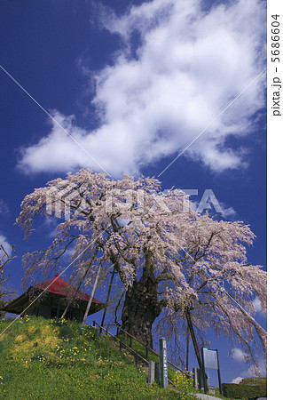 上石の不動ザクラ　青空　人物なし 5686604