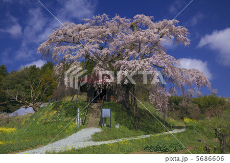 上石の不動ザクラ 青空 人物なし 上石の不動ザクラ 青空 人物なし 5686606