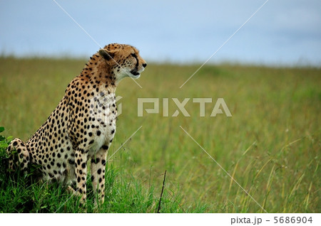 チーター　ケニア　サファリ 5686904