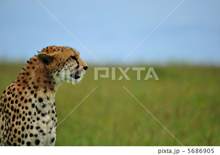 チーター　ケニア　サファリ 5686905