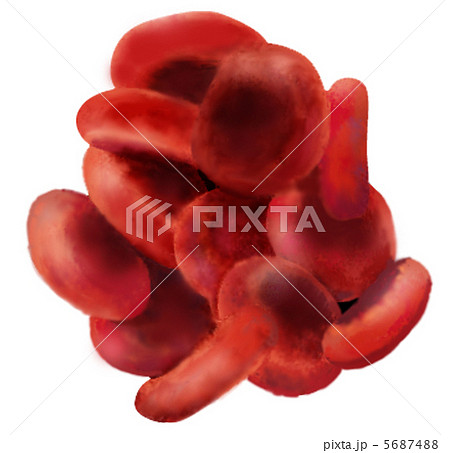 赤血球 赤血球 5687488