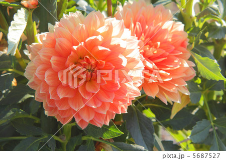 ダリア ダリア 5687527