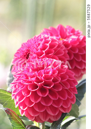 ダリア ダリア 5687529