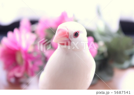 窓辺の文鳥のぶんちゃん 5687541