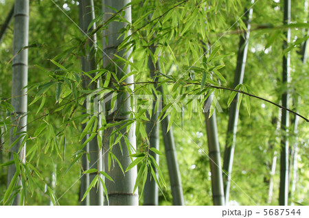 竹林 5687544