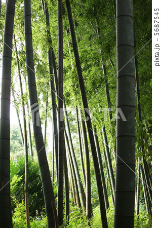竹林 5687545