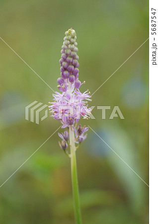 ツルボ ツルボ 5687547