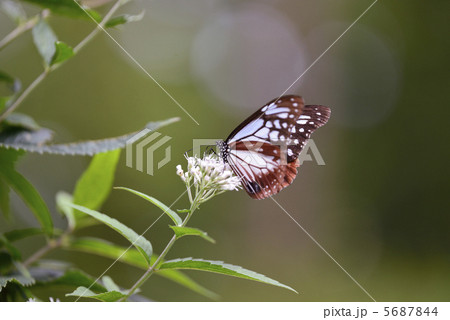 アサギマダラ 5687844