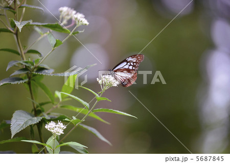 アサギマダラ アサギマダラ 5687845