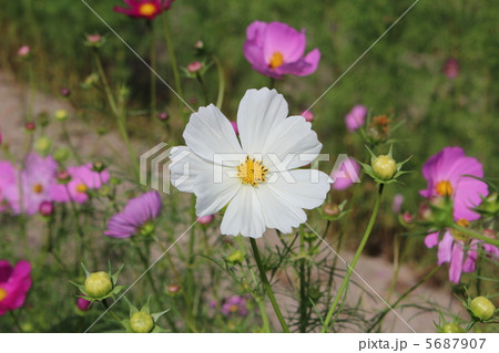 コスモス コスモス 5687907
