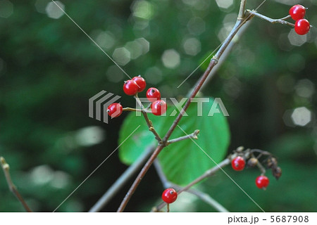 コバノガマズミ果実 5687908