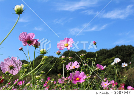 コスモスと青空 コスモスと青空 5687947