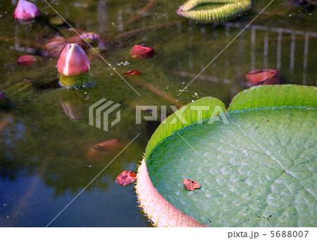 オオオニバス オオオニバス 5688007