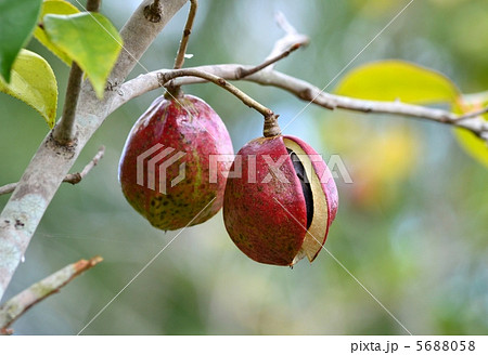 椿の実 5688058