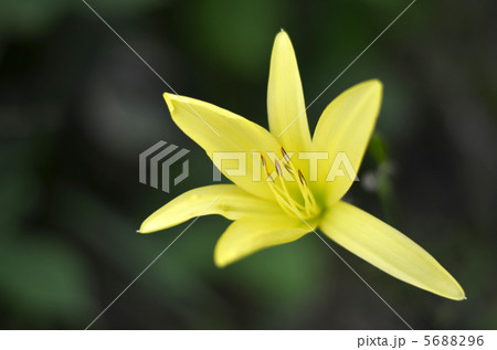 ユウスゲ 5688296