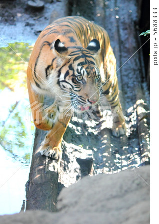 スマトラトラ 5688333