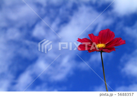 コスモス コスモス 5688357