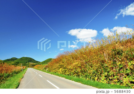 北海道の秋の一本道 5688430