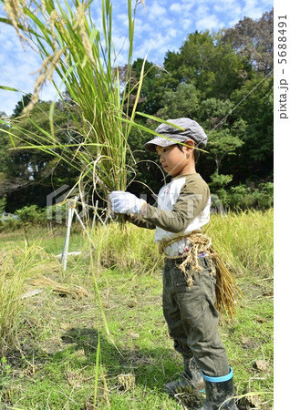 稲刈り 5688491