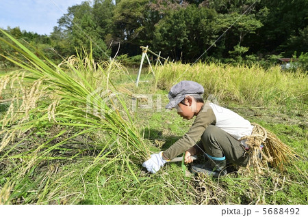 稲刈り 5688492