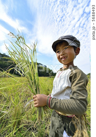 稲刈り 稲刈り 5688493