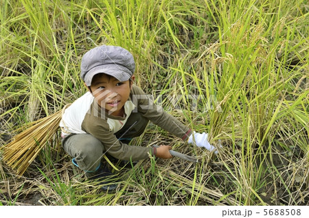 稲刈り 稲刈り 5688508