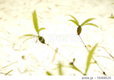 ツクバネ 5688620